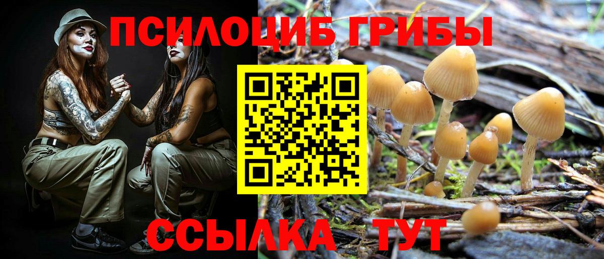Краснознаменск  Галлюциногенные грибы Cubensis  купить  цена  Вход с VPN 
